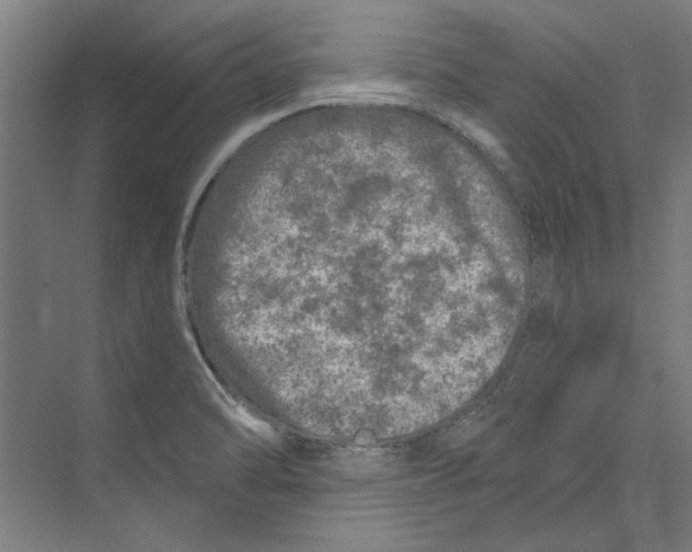 X0000073831470200609071502