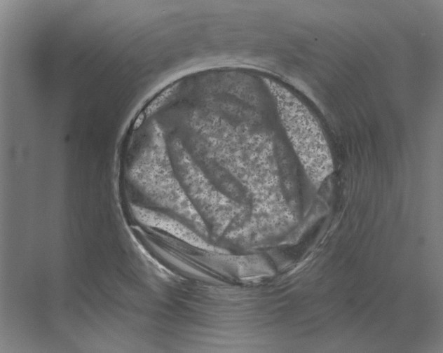 X0000073831508200609071501