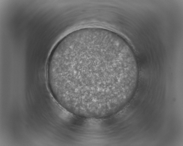 X0000073831514200609071501