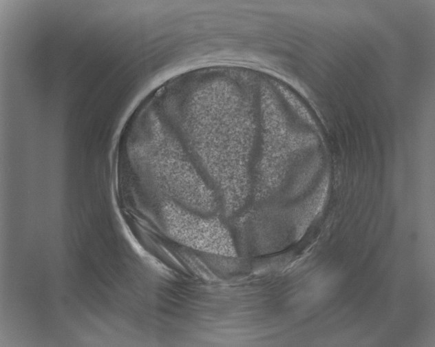 X0000073831515200609071501