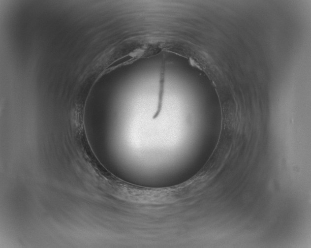 X0000073840044200608101241