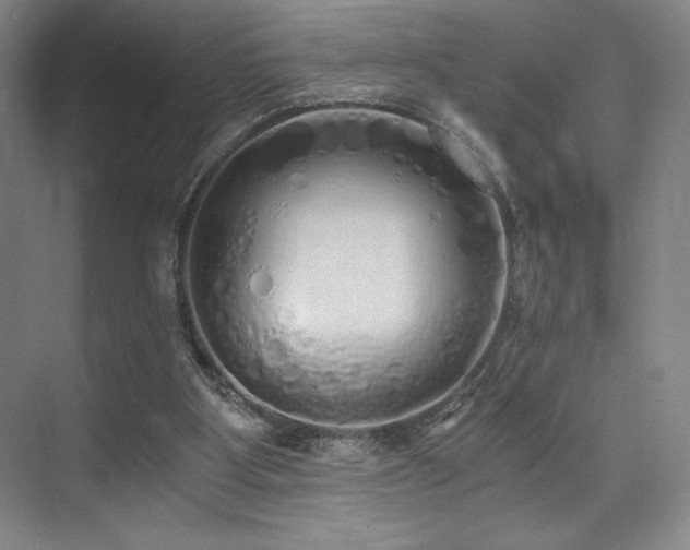 X0000073840107200608101240