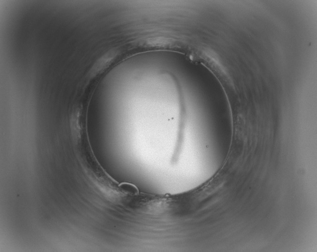 X0000073840116200608101240