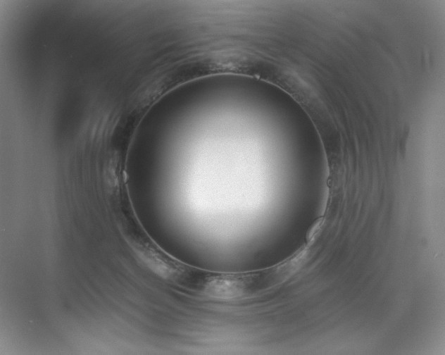 X0000073840174200608101239