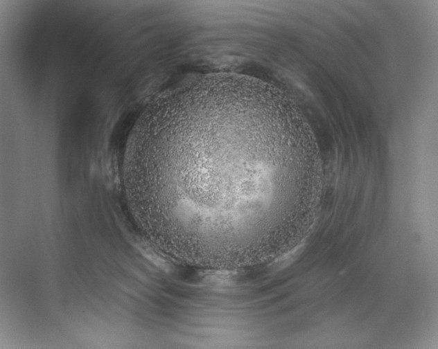 X0000073840182200608101239