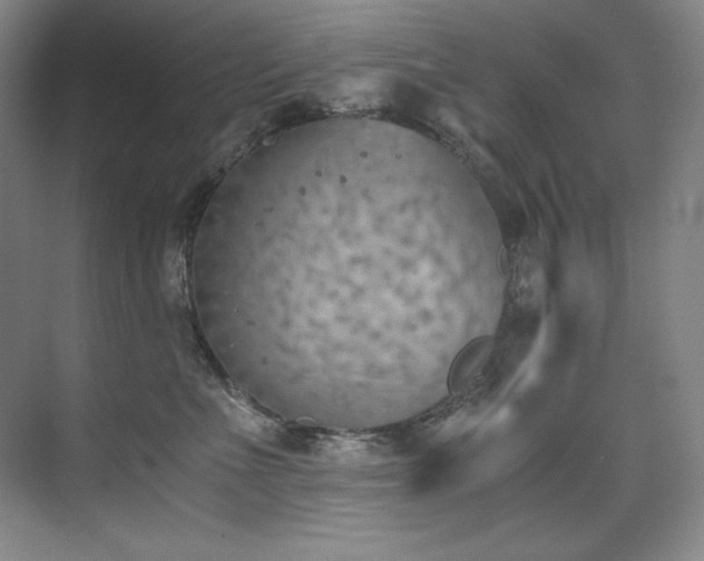 X0000073840523200608101233