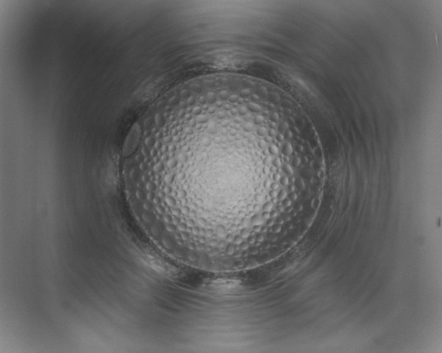 X0000073840554200608101232