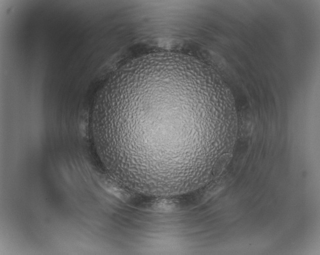 X0000073840656200608101231