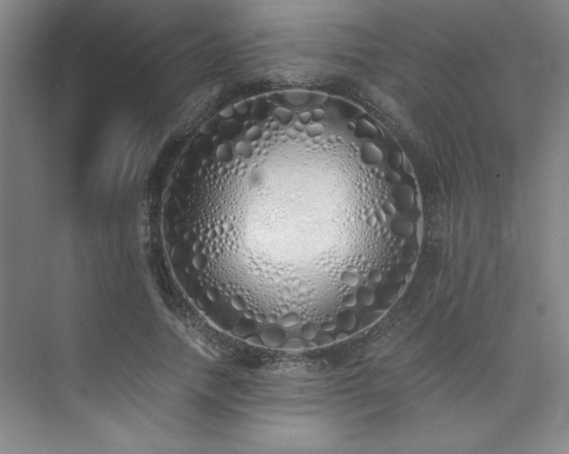 X0000073840738200608101229