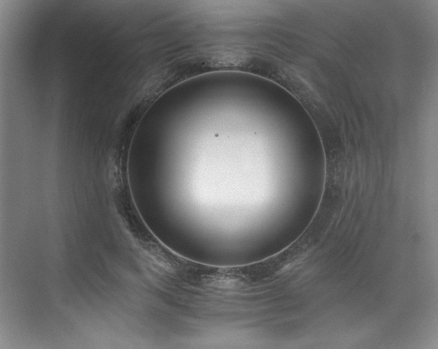 X0000073840743200608101229