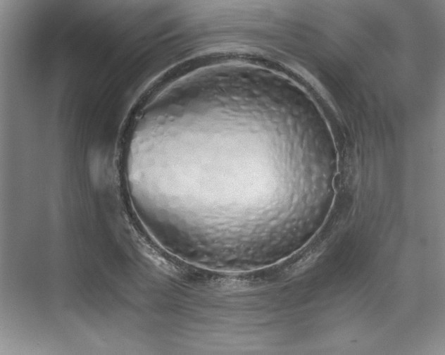 X0000073840783200608101228