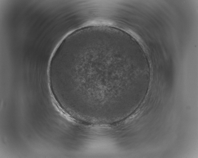 X0000073840864200608101228