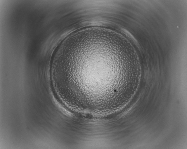 X0000073840938200608101226