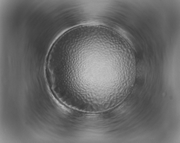 X0000073841484200608101216