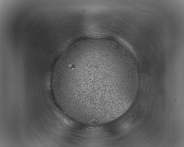 X0000073840065200608171017