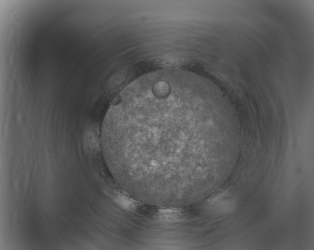 X0000073840240200608171015