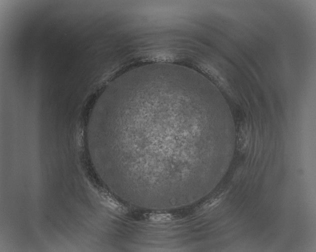 X0000073840355200608171013