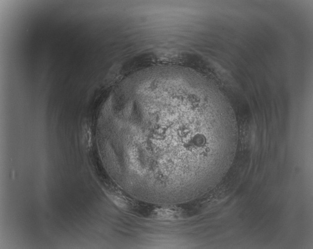 X0000073840703200608171007