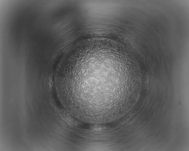 X0000073840746200608171006