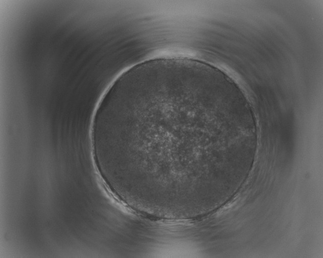 X0000073840864200608171005