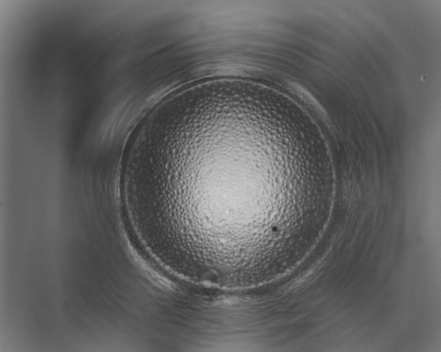 X0000073840938200608171003