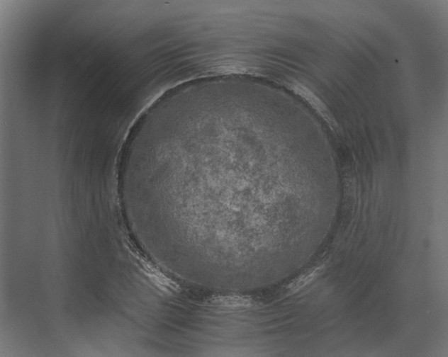 X0000073841023200608171001