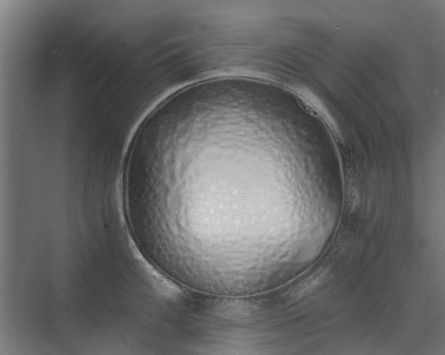 X0000073841100200608171000