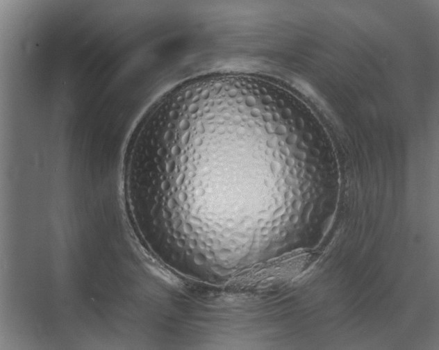 X0000073841232200608170958