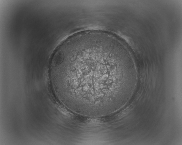 X0000073841263200608170957