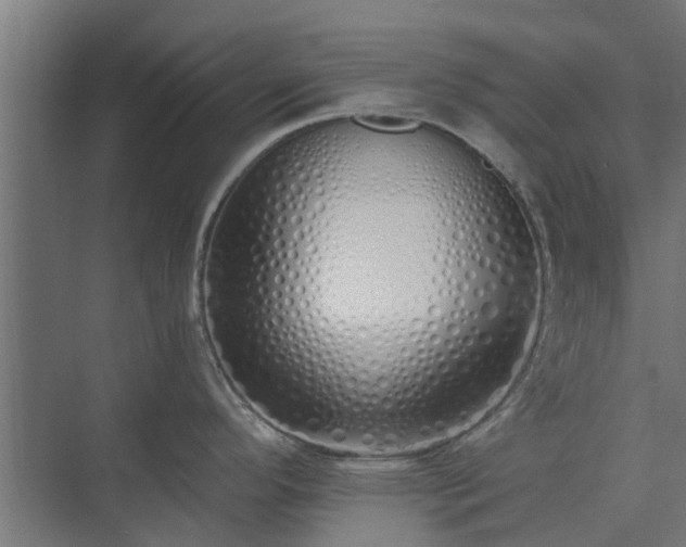 X0000073841296200608170957