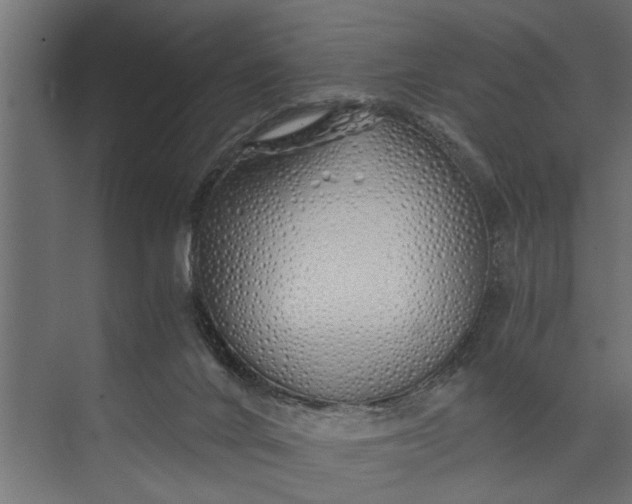 X0000073840024200608241028