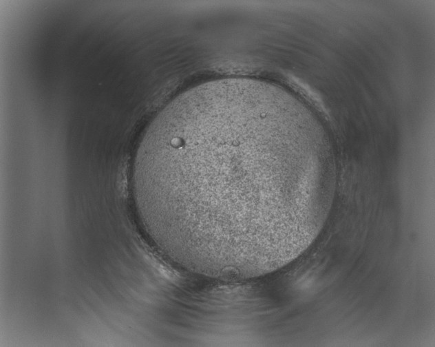 X0000073840065200608241027