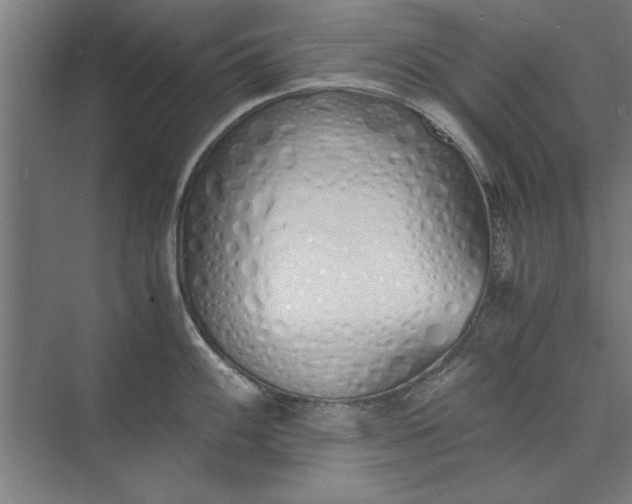 X0000073841100200608241010