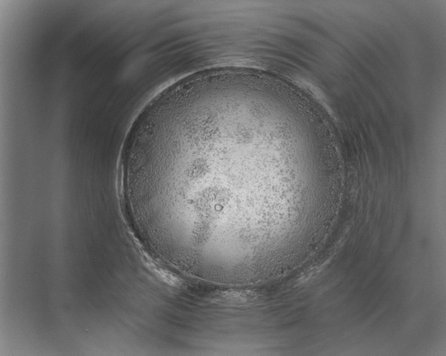 X0000073841125200608241010