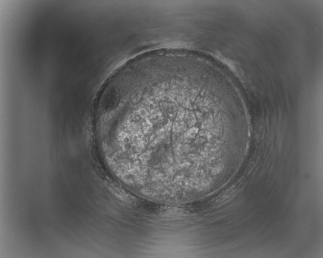 X0000073841263200608241007