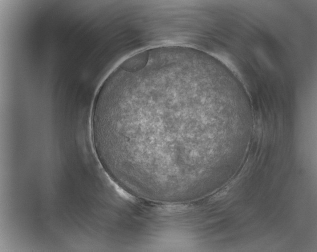 X0000073841294200608241007