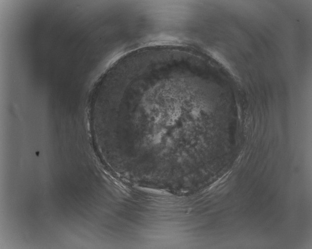 X0000073841455200608241004