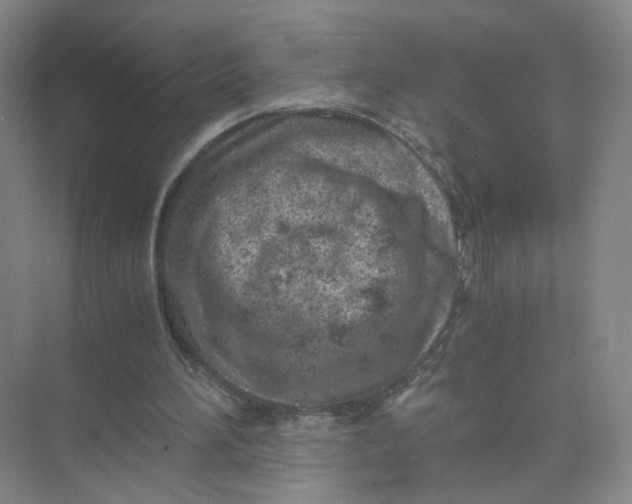 X0000073840196200608311943