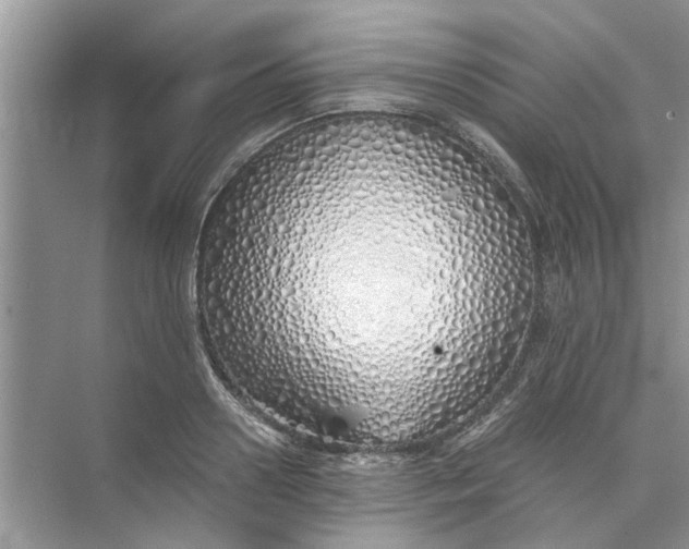 X0000073840938200608311931