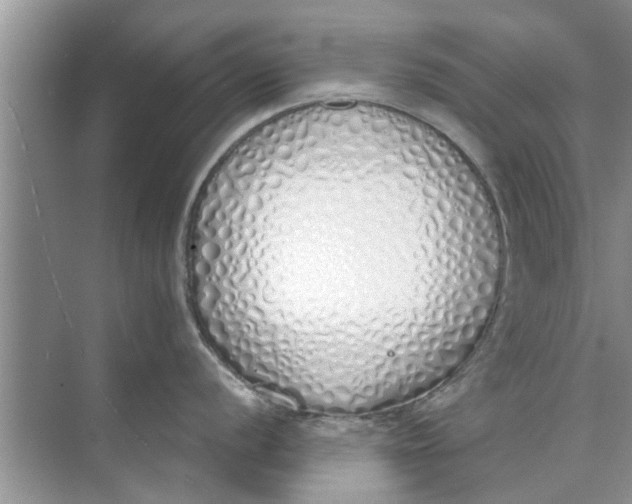 X0000073841056200608311930