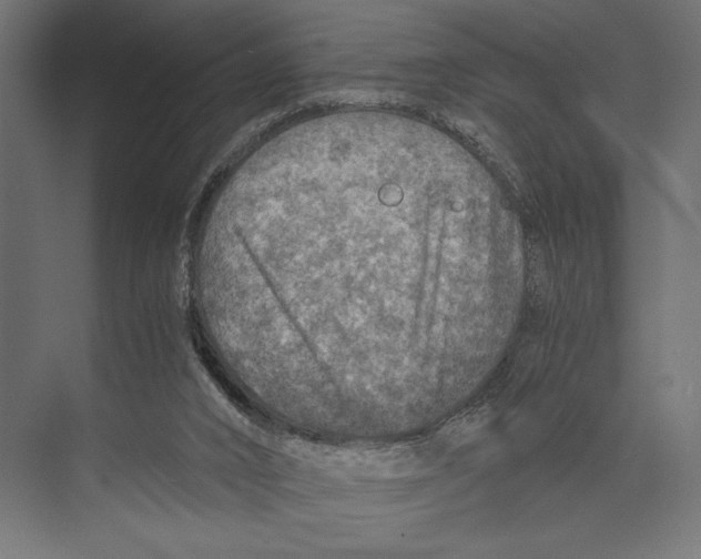 X0000073840016200609071553