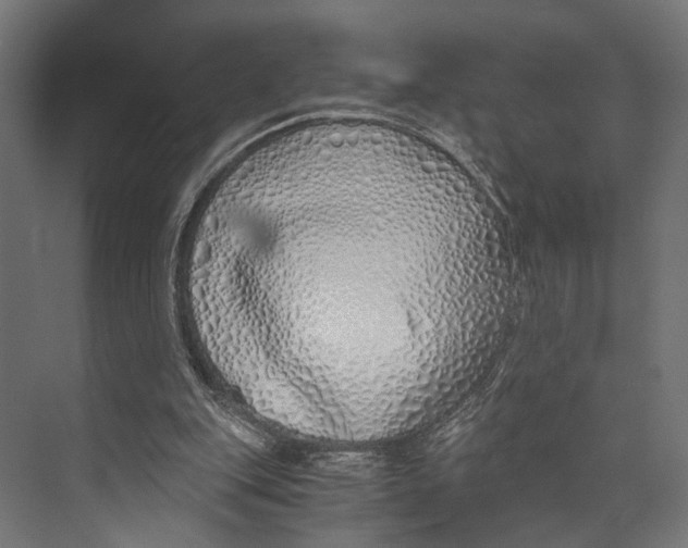 X0000073840151200609071550