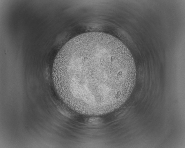 X0000073840173200609071550