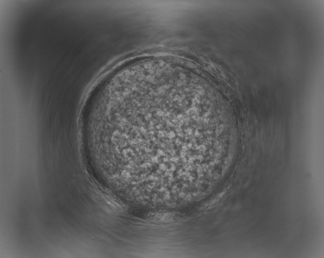 X0000073840295200609071548