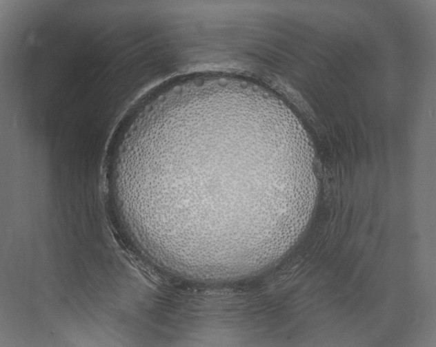 X0000073840628200609071542