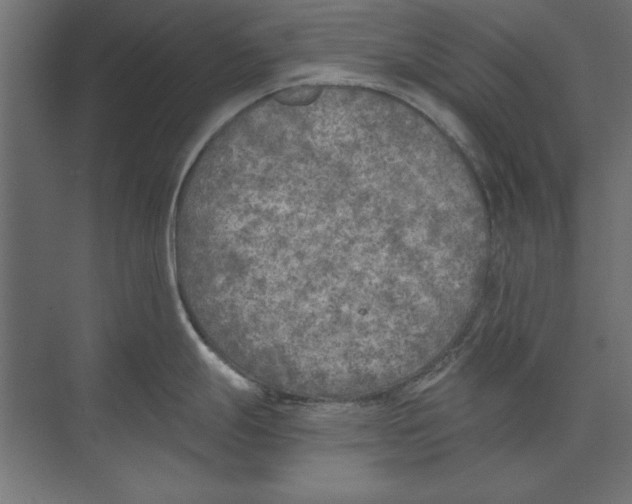 X0000073841247200609071533