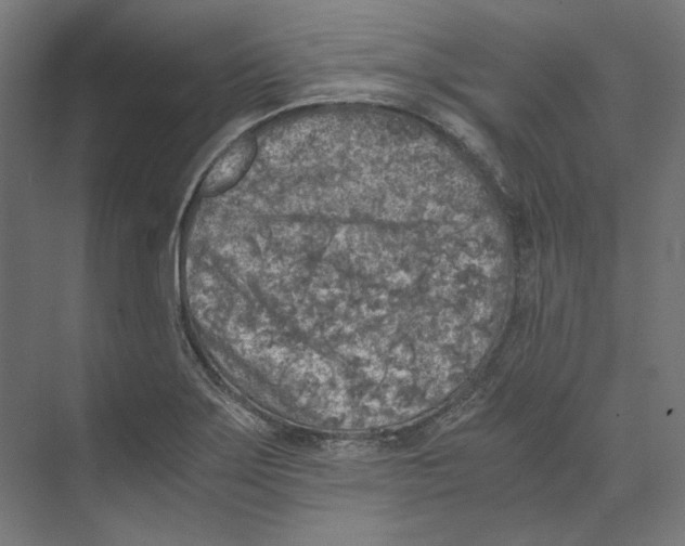 X0000073841275200609071531