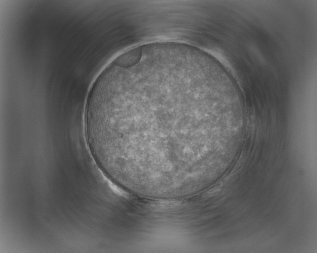 X0000073841294200609071531