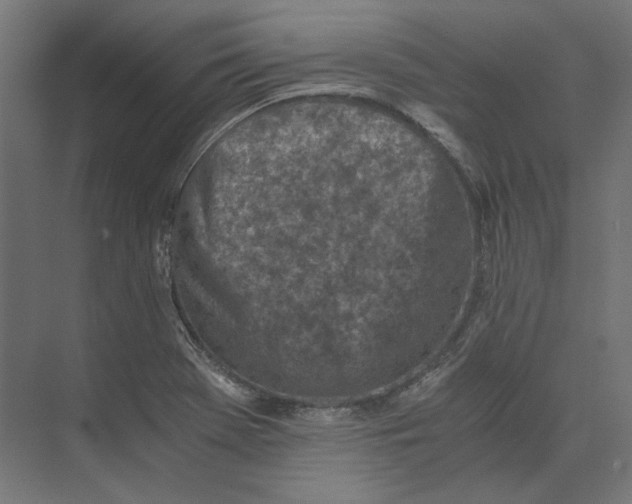 X0000073841369200609071530