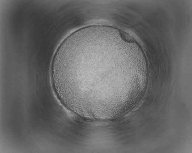 X0000073841440200609071529